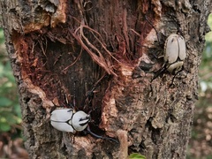 Dicronocephalus dabryi