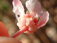 Pterandra pyroidea
