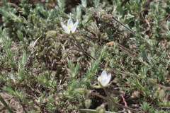 Spergularia congestifolia