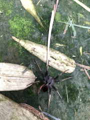 Dolomedes nigrimaculatus