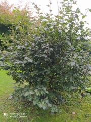 Viburnum carlcephalum