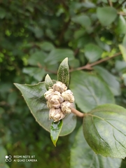 Viburnum carlcephalum
