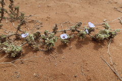 Nolana pilosa