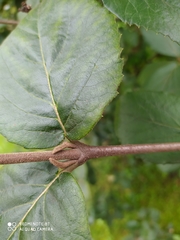 Viburnum carlcephalum
