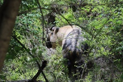 Budorcas taxicolor