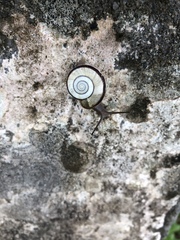 Bradybaena carphochroa