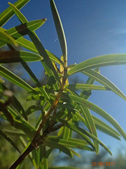 Veronica stenophylla
