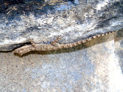 Mediodactylus