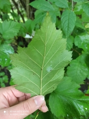 Crataegus intricata