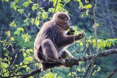 Macaca thibetana