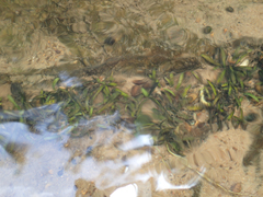 Sagittaria secundifolia