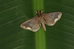 Rejectaria cocytalis