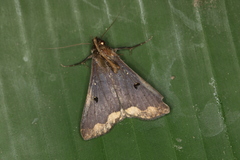 Rejectaria cocytalis