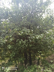 Crataegus intricata
