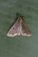 Rejectaria cocytalis