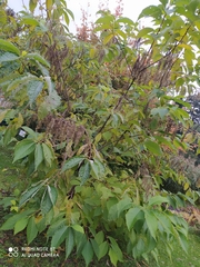 Pterostyrax hispidus