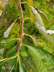 Pterostyrax hispidus