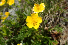 Potentilla delphinensis