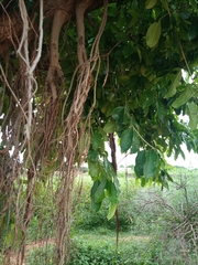 Ficus