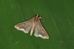 Rejectaria cocytalis