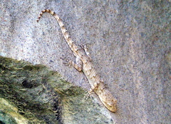 Mediodactylus
