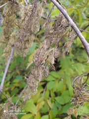 Pterostyrax hispidus