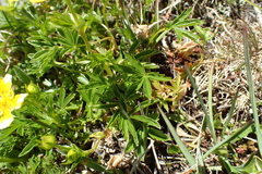 Potentilla delphinensis