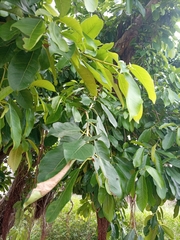 Ficus