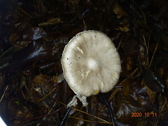 Amanita intermedia