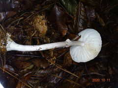 Amanita intermedia