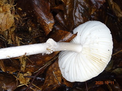 Amanita intermedia