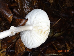 Amanita intermedia