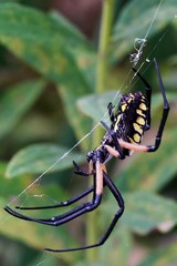 Argiope aurantia