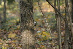 Certhia familiaris