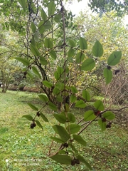 Lonicera ferdinandi