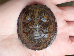 Sternotherus depressus