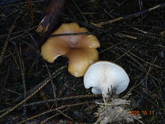 Paralepista