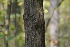 Certhia familiaris