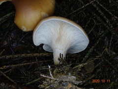 Paralepista