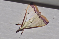 Autocharis hedyphaes