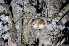 Trogopterus xanthipes