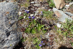 Veronica bellidioides