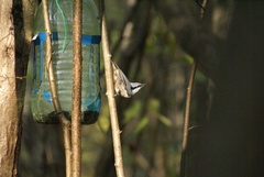 Sitta europaea