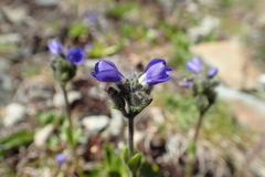 Veronica bellidioides