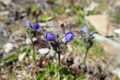 Veronica bellidioides
