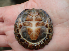 Sternotherus depressus