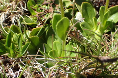 Veronica bellidioides