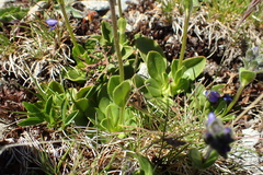 Veronica bellidioides