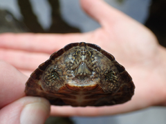 Sternotherus depressus