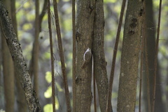 Certhia familiaris